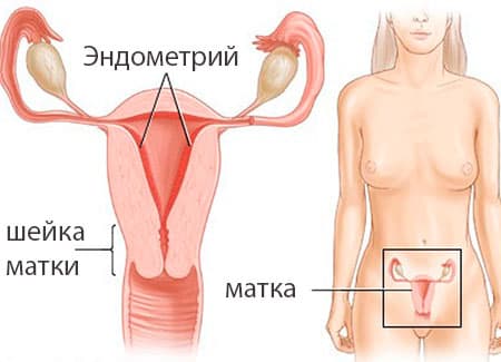 Нормальная толщина эндометрия