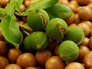 Главные масла для ухода за лицом: макадамия, нероли, розмарин, роза