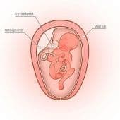 Болит под ребром справа сзади при беременности