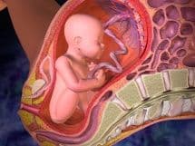 Плацента что это такое при беременности thumbnail