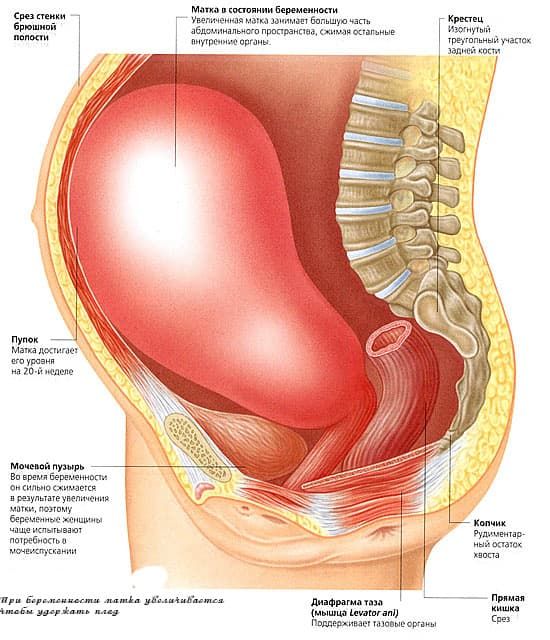 Симптомы гипертонуса матки