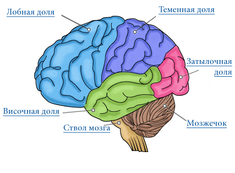 мозг ребенка