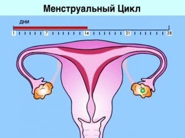 Какие фазы у менструального цикла
