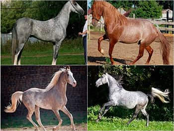 Тест: какая ты лошадь?