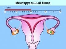 Какие фазы у менструального цикла