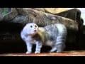 видео про котиков смешных для детей
