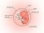 9 неделя беременности