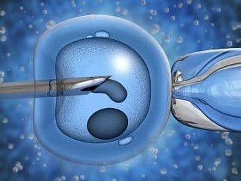 Экстракорпоральное оплодотворение