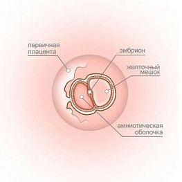 4 неделя беременности