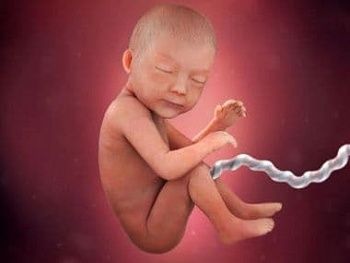 Вес плода по неделям беременности