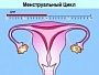Фазы менструального цикла