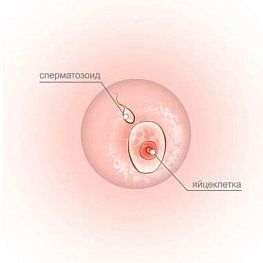 Первая неделя беременности