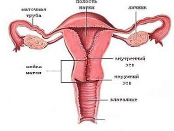 Матка после родов